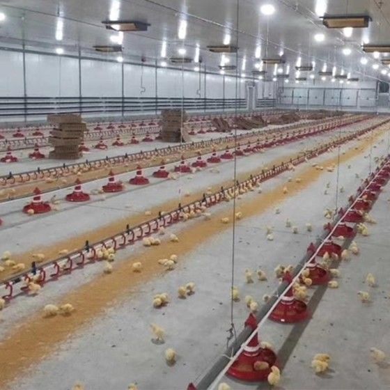 Broiler Breeder Automated Poultry Feeding System