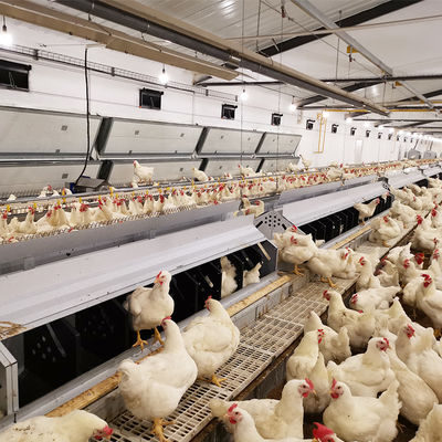 Explorações avícolas Pan Feeder System Chicken Breeding