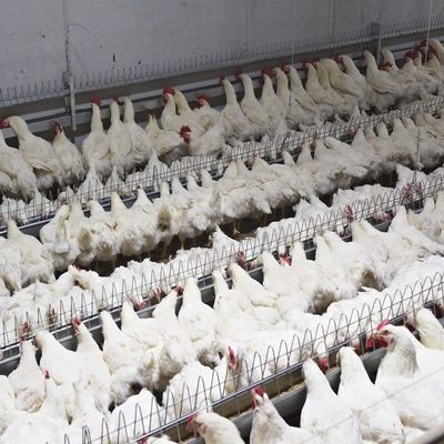 Beber da galinha do pai de Pan Feeding System Automatic Breeder das aves domésticas do equipamento de cultivo
